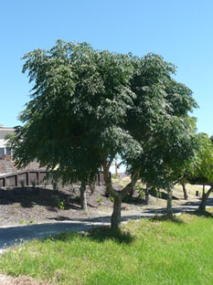 Flourish Melia tree.jpg
